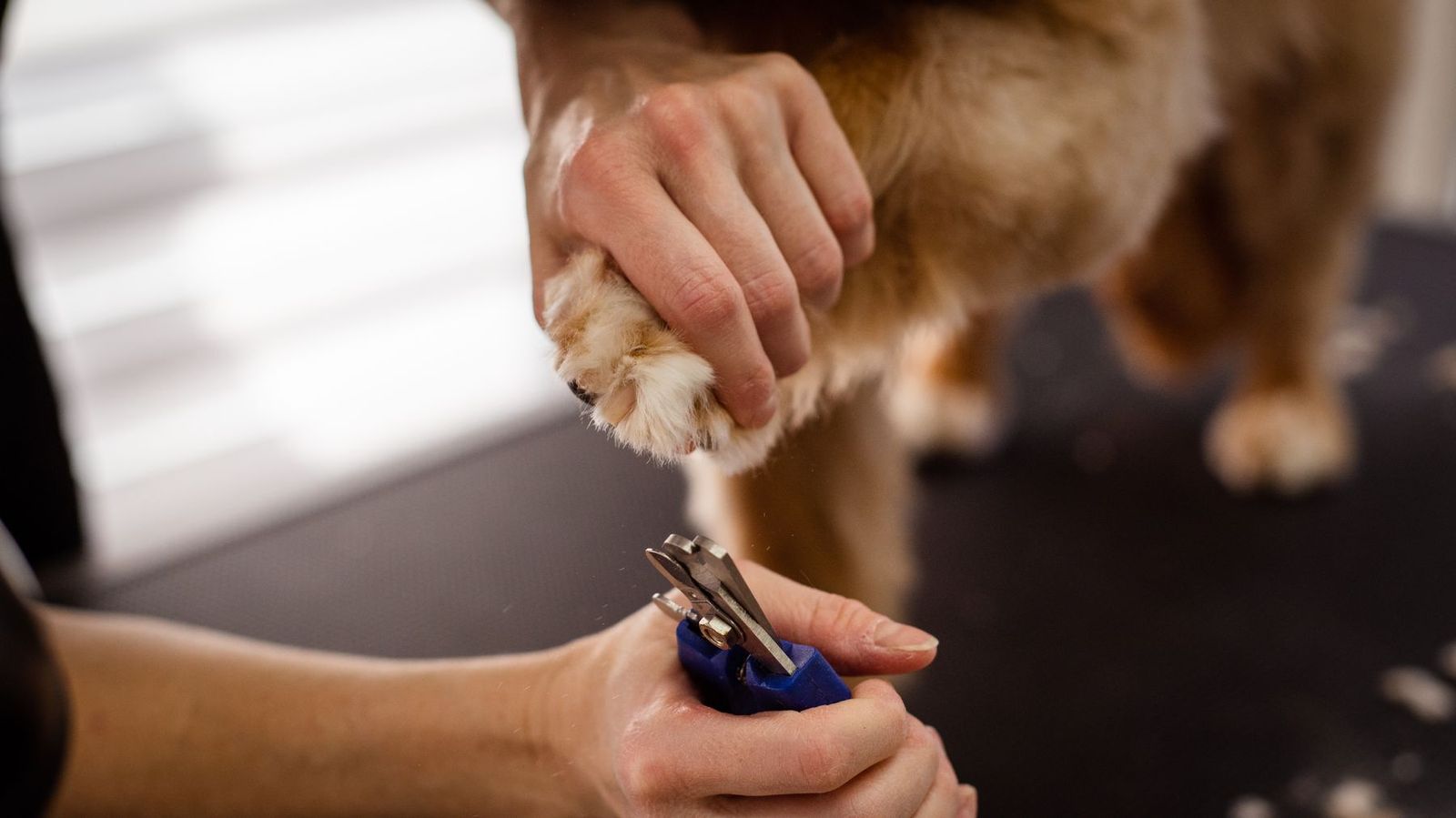 Pfote eines Hundes wird mit der Spezialschere getrimmt