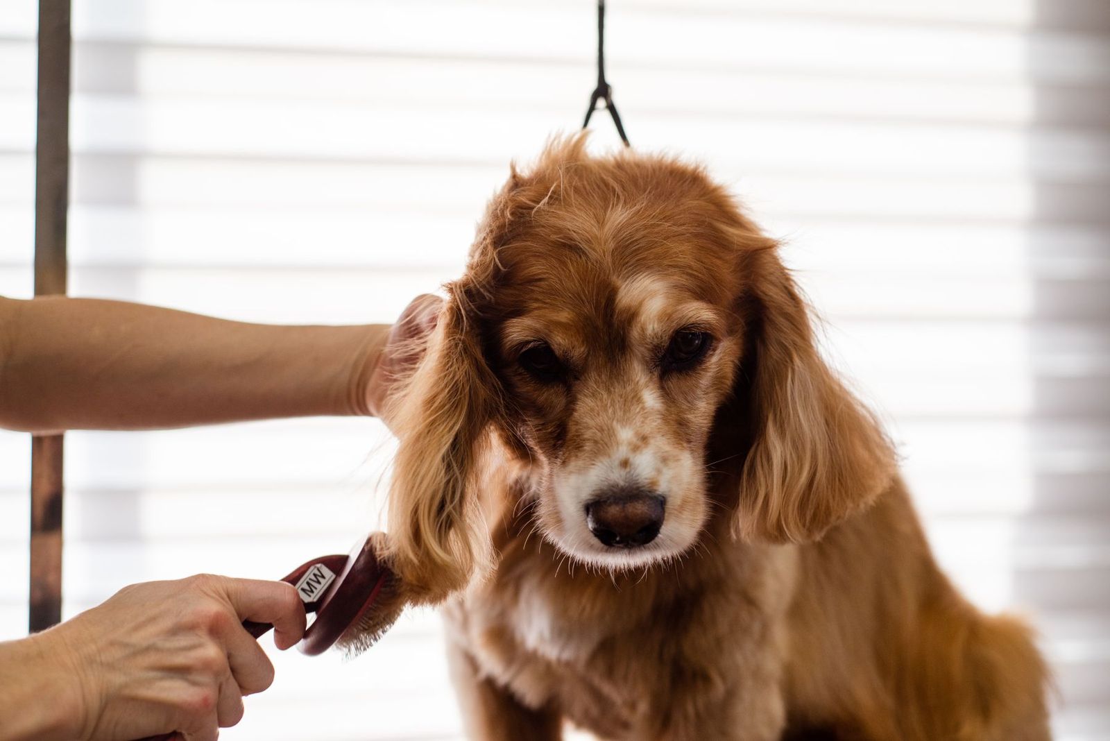 Cocker Spaniel wird von einer Groomerin frisiert